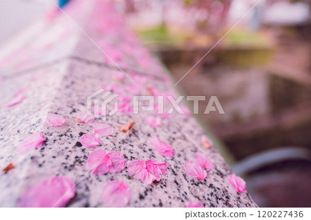 在京都市上京區堀川下町的一座百道橋拍攝河津櫻花盛開的景象，預示著春天的到來。 120227436