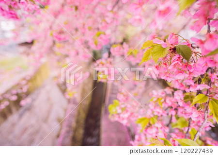 Photographing the Kawazu cherry blossoms blooming at Ichijo Modoribashi Bridge in Horikawa Shimonocho, Kamigyo Ward, Kyoto City, heralding the arrival of spring 120227439