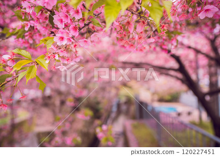Photographing the Kawazu cherry blossoms blooming at Ichijo Modoribashi Bridge in Horikawa Shimonocho, Kamigyo Ward, Kyoto City, heralding the arrival of spring 120227451