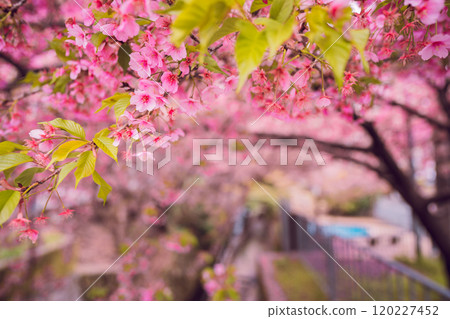 在京都市上京區堀川下町的一座百道橋拍攝河津櫻花盛開的景象，預示著春天的到來。 120227452