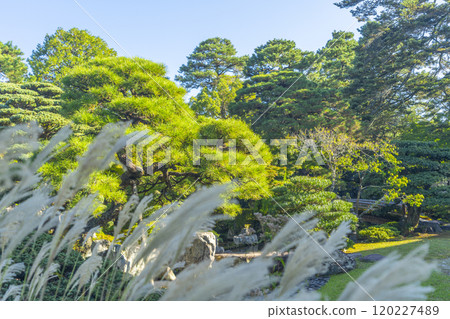 Autumn at the Kyoto Imperial Palace: The pond garden and Zelkova bridge seen through the silver grass Autumn at the Kyoto Imperial Palace: The pond garden and Zelkova bridge seen through the silver grass 120227489