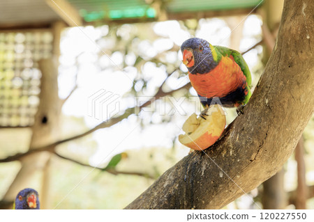 Rainbow lorikeets live in Australia 120227550