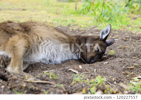 Nap Kangaroo 120227557