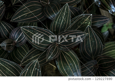 寶石蘭 香港蘭花葉 [寶石蘭] 120227890