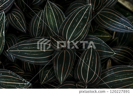 寶石蘭 香港蘭花葉 [寶石蘭] 120227891