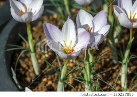 花 番紅花花也稱為藏紅花 [Iridaceae] 120227895