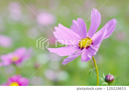 Cosmos flowers in full bloom Cosmos flowers in full bloom 120228653
