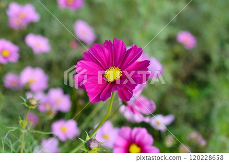 波斯菊盛開的鮮花 120228658
