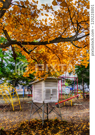 Ginkgo and Stevenson screen Ginkgo and Stevenson screen 120228801