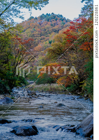Autumn leaves, Hida Mino Seseragi Highway, Gujo City, Gifu Prefecture Autumn leaves, Hida Mino Seseragi Highway, Gujo City, Gifu Prefecture 120228861