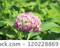 在雨季陽光明媚的日子裡，粉紅色的繡球花綻放 120228869