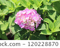 粉紅色繡球花叢的照片 120228870