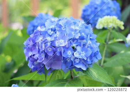 藍色繡球花 120228872