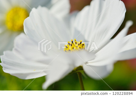 波斯菊盛開的鮮花 波斯菊盛開的鮮花 120228894