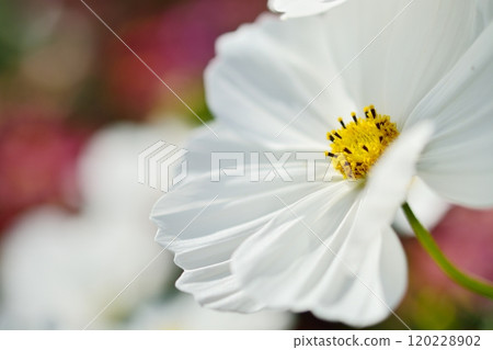 波斯菊盛開的鮮花 120228902