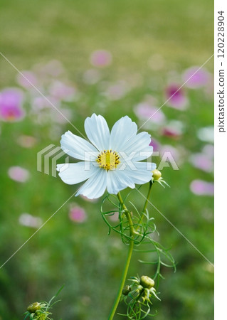 波斯菊盛開的鮮花 波斯菊盛開的鮮花 120228904