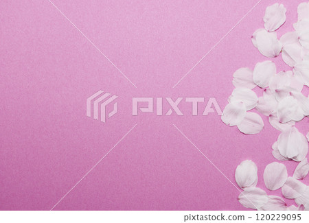 字母背景_櫻花花瓣 120229095