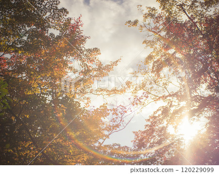 Autumn maple leaves illuminated by dazzling sunlight, negative film style 120229099