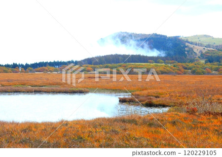 晨霧中的八島濕地,草地上有秋葉 晨霧中的八島濕地,草地上有秋葉 120229105