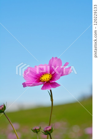 Blue sky and cosmos flowers in full bloom Blue sky and cosmos flowers in full bloom 120229133