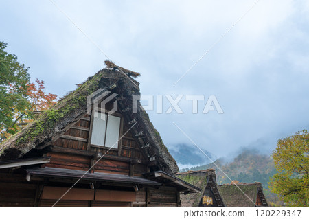白川鄉紅葉 世界遺產 岐阜縣 2024 120229347