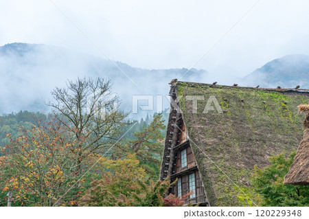 白川鄉紅葉 世界遺產 岐阜縣 2024 120229348