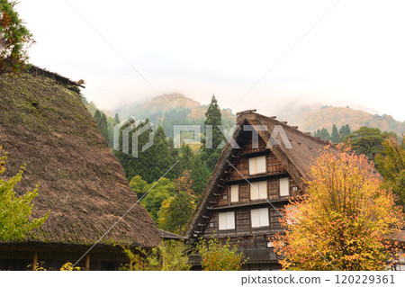 Shirakawa-go Autumn leaves World Heritage Gifu Prefecture 2024 Shirakawa-go Autumn leaves World Heritage Gifu Prefecture 2024 120229361