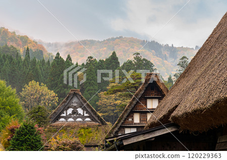 白川鄉紅葉 世界遺產 岐阜縣 2024 白川鄉紅葉 世界遺產 岐阜縣 2024 120229363