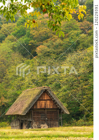 Shirakawa-go Autumn leaves World Heritage Gifu Prefecture 2024 120229391