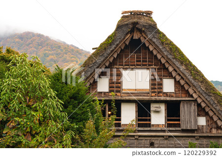 白川鄉紅葉 世界遺產 岐阜縣 2024 白川鄉紅葉 世界遺產 岐阜縣 2024 120229392