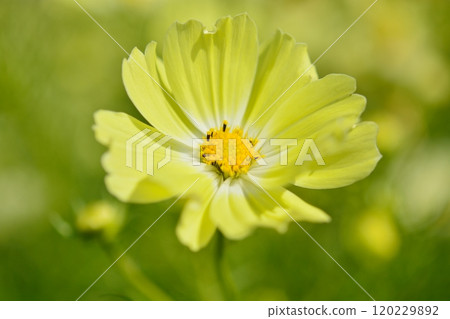 Cosmos flowers in full bloom (yellow campus) Cosmos flowers in full bloom (yellow campus) 120229892