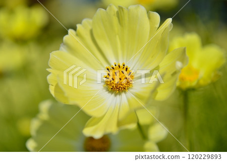 Cosmos flowers in full bloom (yellow campus) Cosmos flowers in full bloom (yellow campus) 120229893