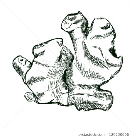 Ginger Root Large Top View Graphic Black and White Illustration Sketch for Printing and Web Design 120230006