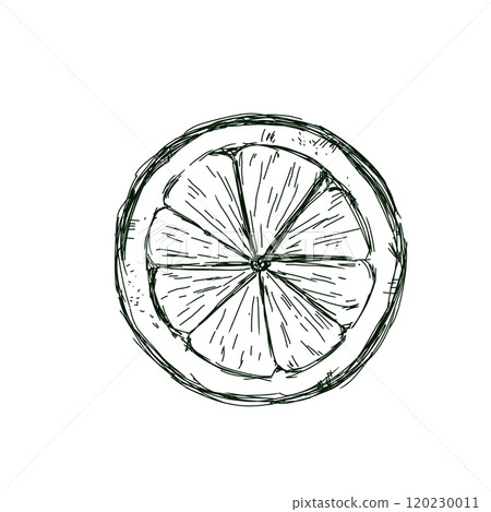 Lemon Top View in Section Graphic Black and White Illustration Sketch for Printing and Web Design Lemon Top View in Section Graphic Black and White Illustration Sketch for Printing and Web Design 120230011