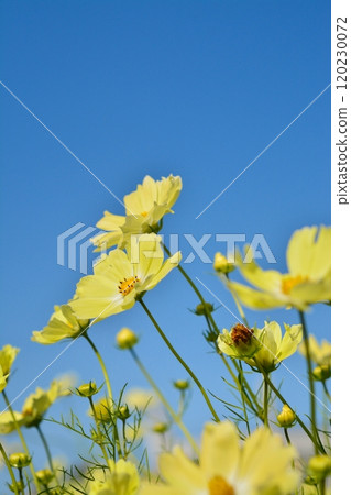 Cosmos flowers in full bloom (yellow campus) Cosmos flowers in full bloom (yellow campus) 120230072