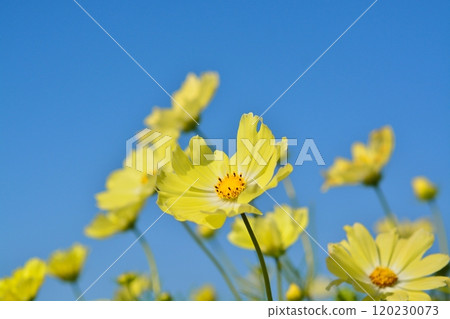 Cosmos flowers in full bloom (yellow campus) Cosmos flowers in full bloom (yellow campus) 120230073
