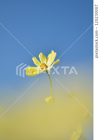 Cosmos flowers in full bloom (yellow campus) 120230087