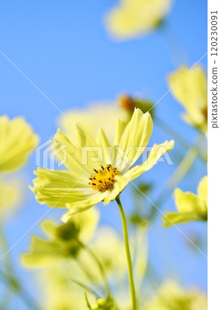 Cosmos flowers in full bloom (yellow campus) 120230091