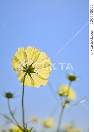 Cosmos flowers in full bloom (yellow campus) 120230092