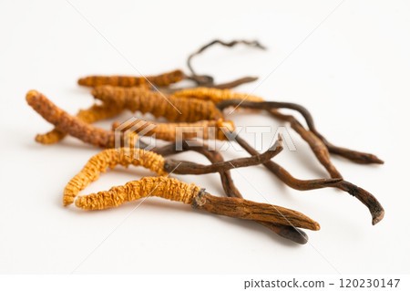 Cordyceps or Ophiocordyceps sinensis mushroom herb is fungus for used as medicine on white background. Cordyceps or Ophiocordyceps sinensis mushroom herb is fungus for used as medicine on white background. 120230147