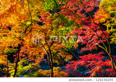 Autumn leaves of Konami River Autumn leaves of Konami River 120230205