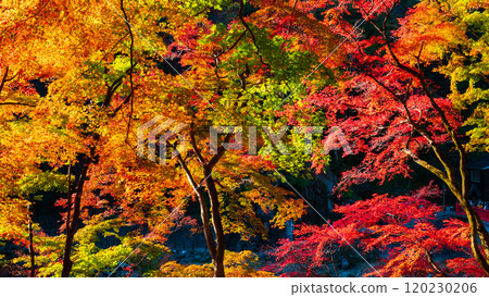 Autumn leaves of Konami River Autumn leaves of Konami River 120230206