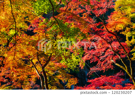 Autumn leaves of Konami River 120230207