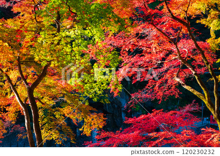 Konami河秋葉 120230232