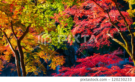 Konami河秋葉 120230233