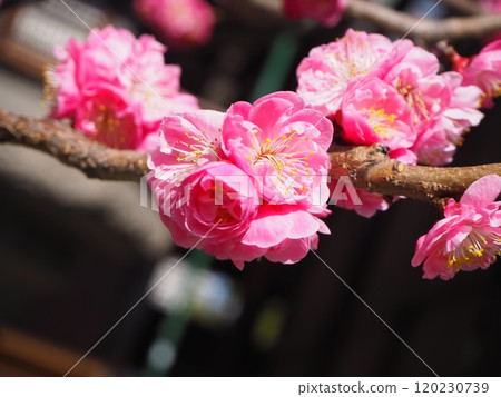 可愛的梅花 可愛的梅花 120230739