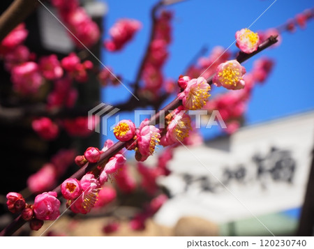 紅梅在藍天映襯下熠熠生輝 紅梅在藍天映襯下熠熠生輝 120230740
