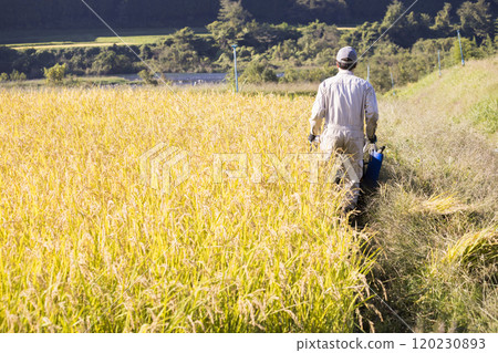Image of rice harvesting: A man harvesting rice using a hand-pushed rice harvester binder 120230893