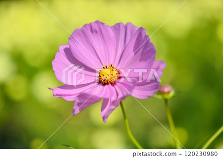 波斯菊盛開的鮮花 120230980