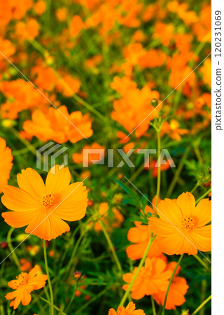 Orange cosmos are blooming 120231069